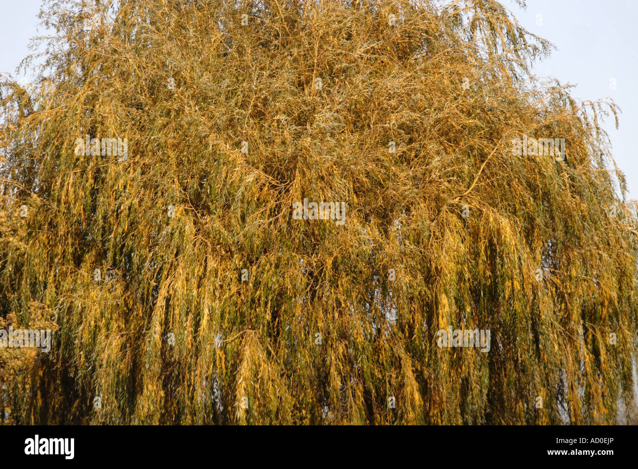 Weeping Willow tree, UK Stock Photo Alamy