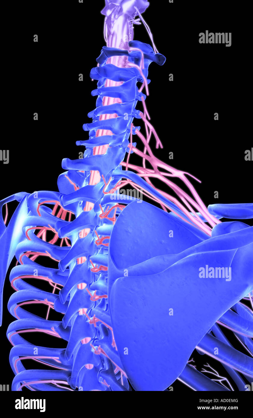 Occipital nerves hires stock photography and images Alamy