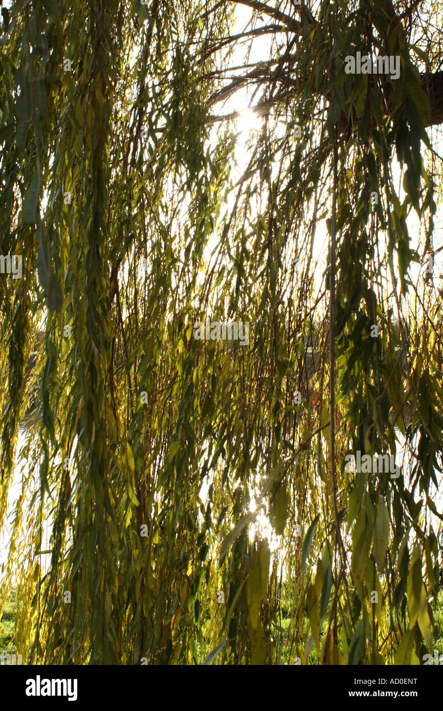 Weeping Willow tree, UK Stock Photo Alamy