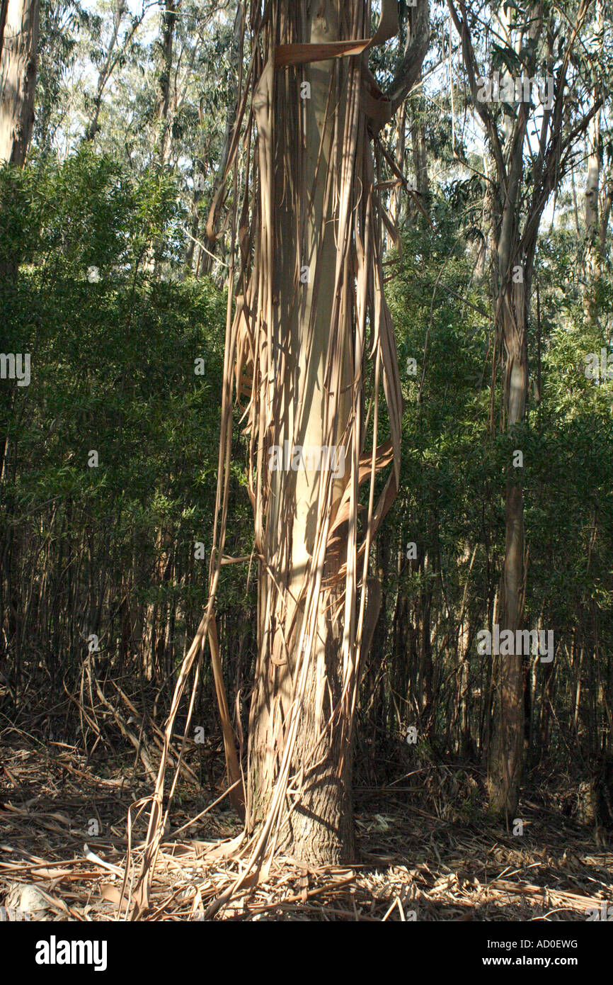 Eucalyptus tree shedding bark, Cies Archipelago, Spain Stock Photo
