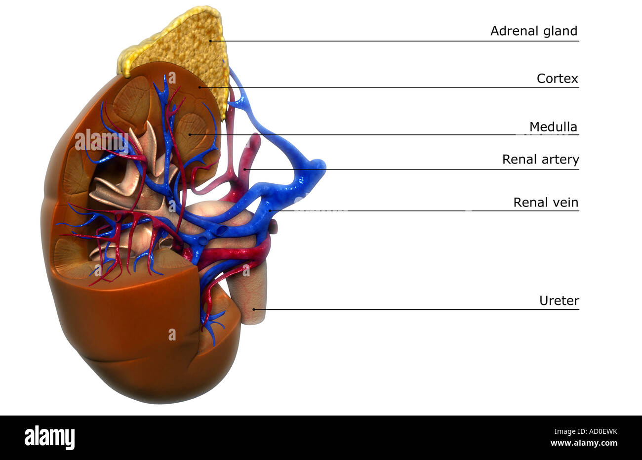 Suprarenal Artery High Resolution Stock Photography and Images Alamy