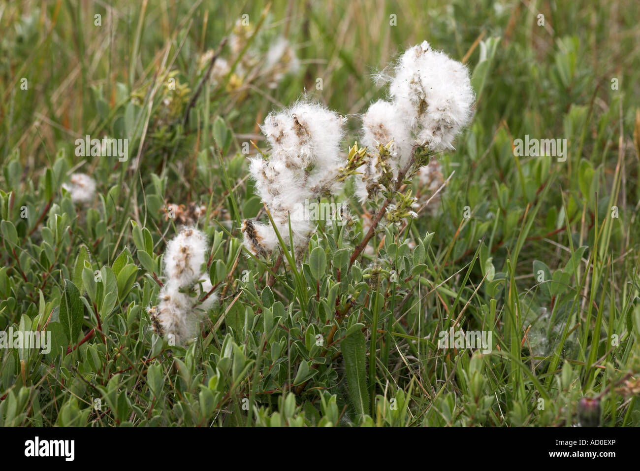 Creeping Willow Salix repens plant seeding, Lindisfarne, Northumberland, England Stock Photo Alamy