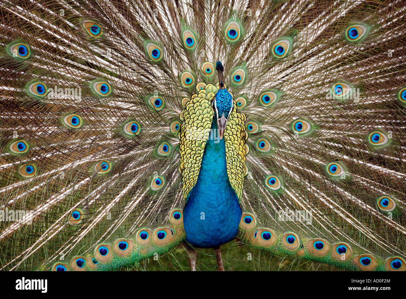 Peacock bird up close Stock Photo
