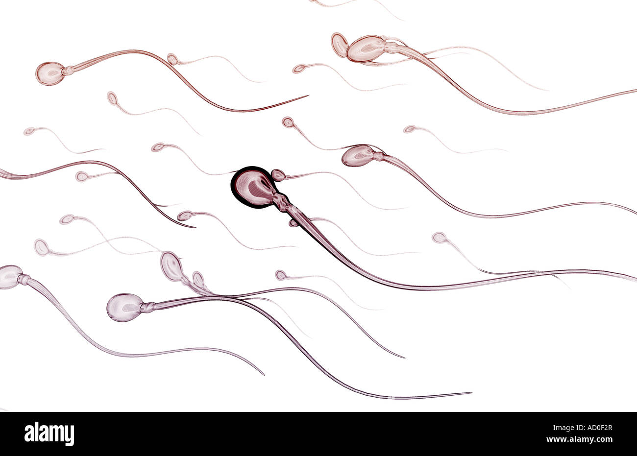 With sperm hi-res stock photography and images - Alamy