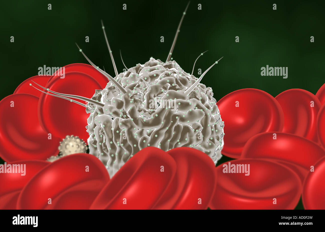 stem-cells-stock-photo-alamy