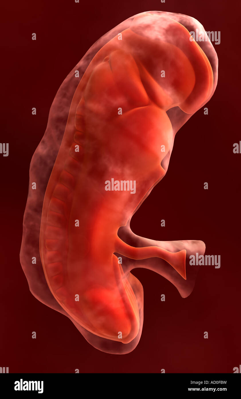 Embryonic development Stock Photo