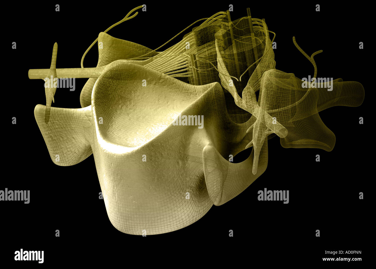 Dorsal View Spinal Cord High Resolution Stock Photography and Images ...