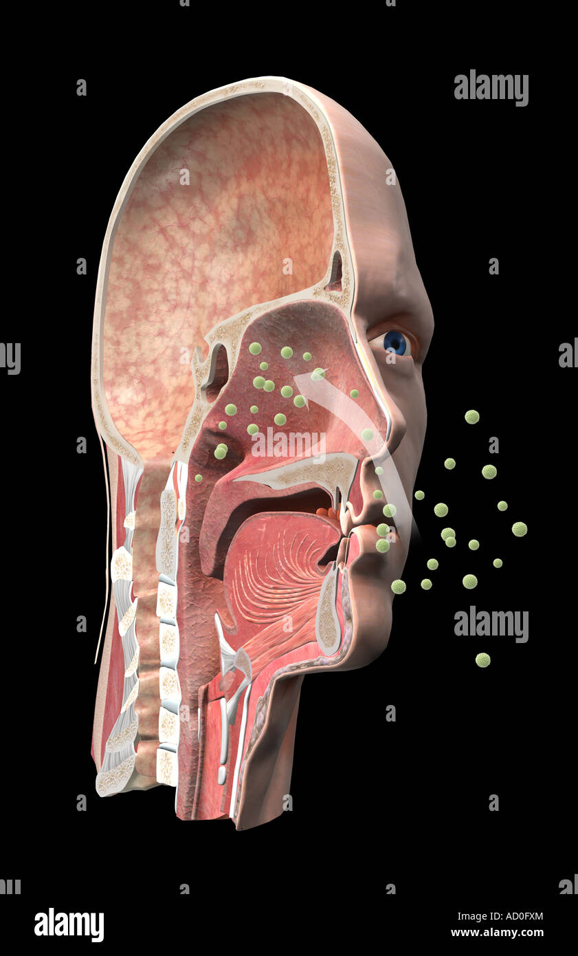 Hay fever Stock Photo