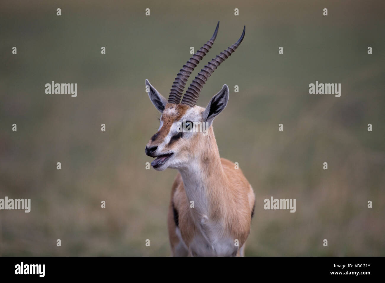 Africa Kenya Masai Mara Game Reserve Thomsons Gazelle Gazella thomsonii ...