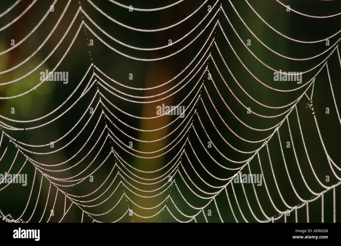 Close up abstract pattern of a dew covered spiders web Stock Photo