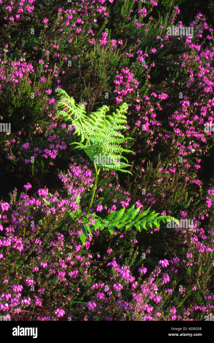 Mix of flowering bell heather Erica Cinerea and bracken Peteridum Aruilium typical vegetation of moorland Stock Photo