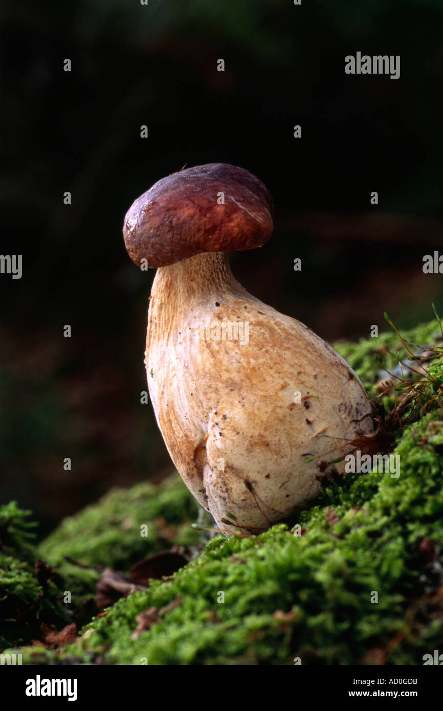 Webcap fungus (Cortinarius balteatocumatilis) Stock Photo