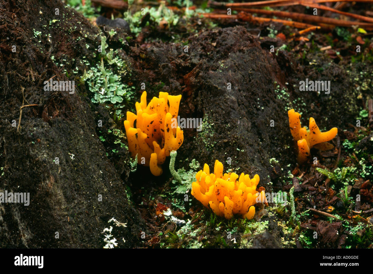 Jelly antler fungus (Calocera viscosa) on rotting pine stump Stock Photo