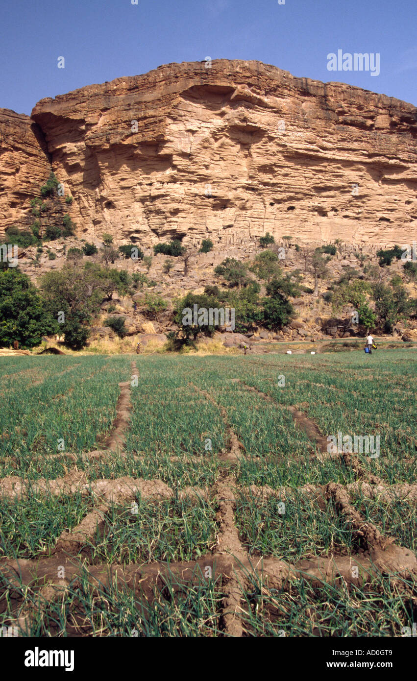 Dogon agriculture - Pays Dogon, MALI Stock Photo