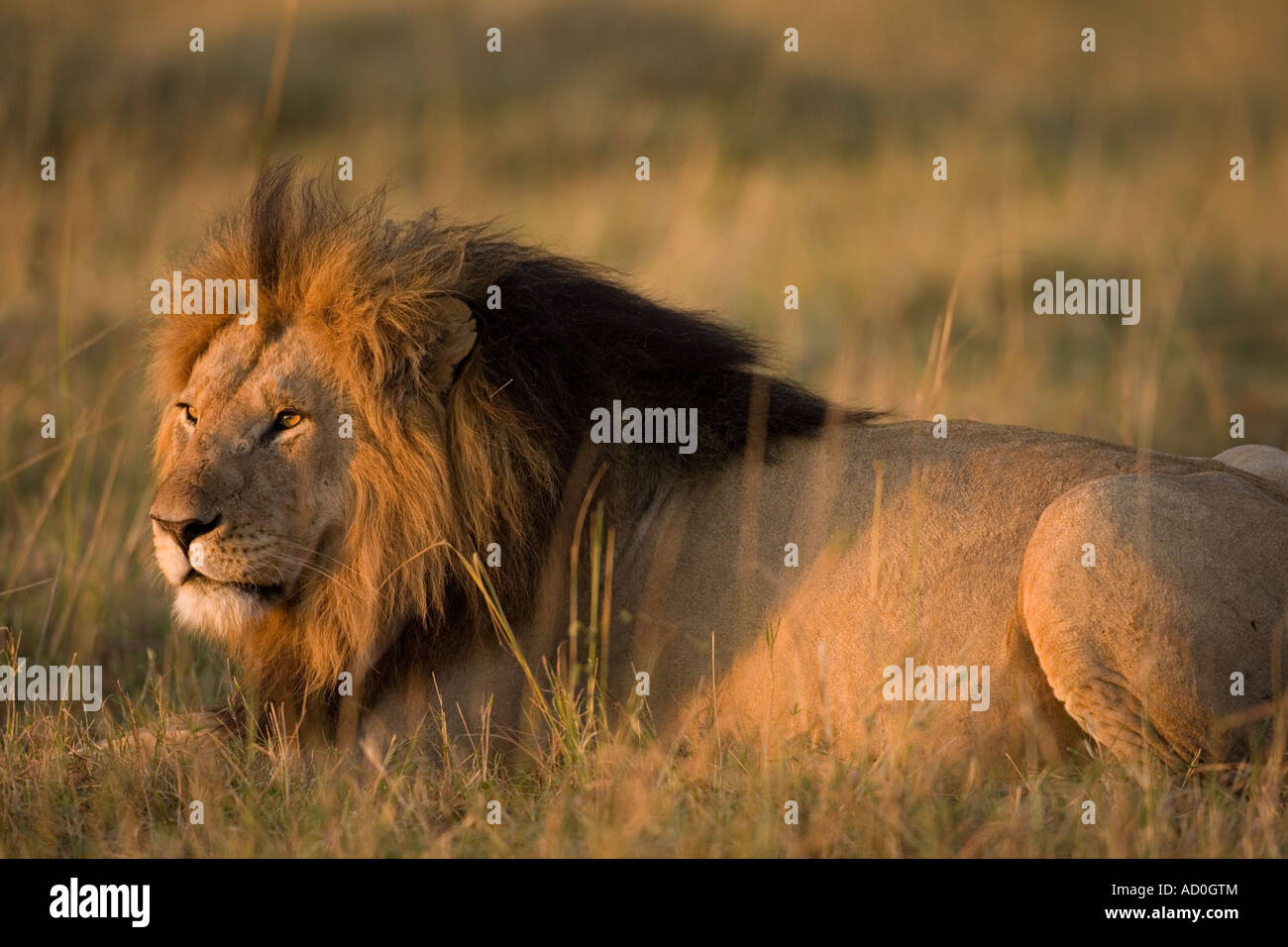 Africa Kenya Masai Mara Game Reserve Male Lion Panthera leo resting in ...