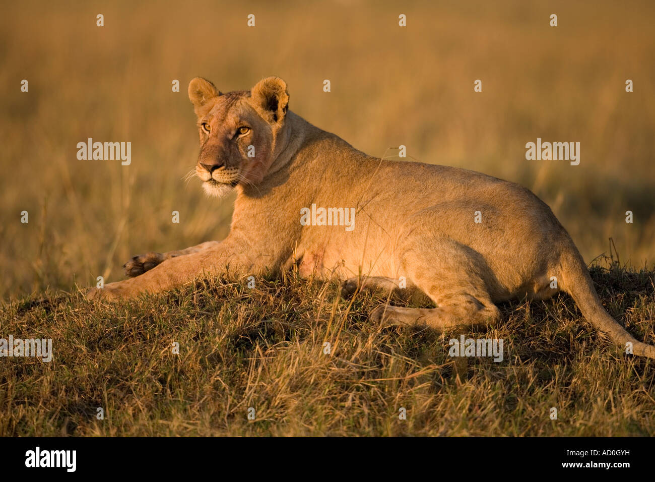 Africa Kenya Masai Mara Game Reserve Lioness Panthera leo resting on ...