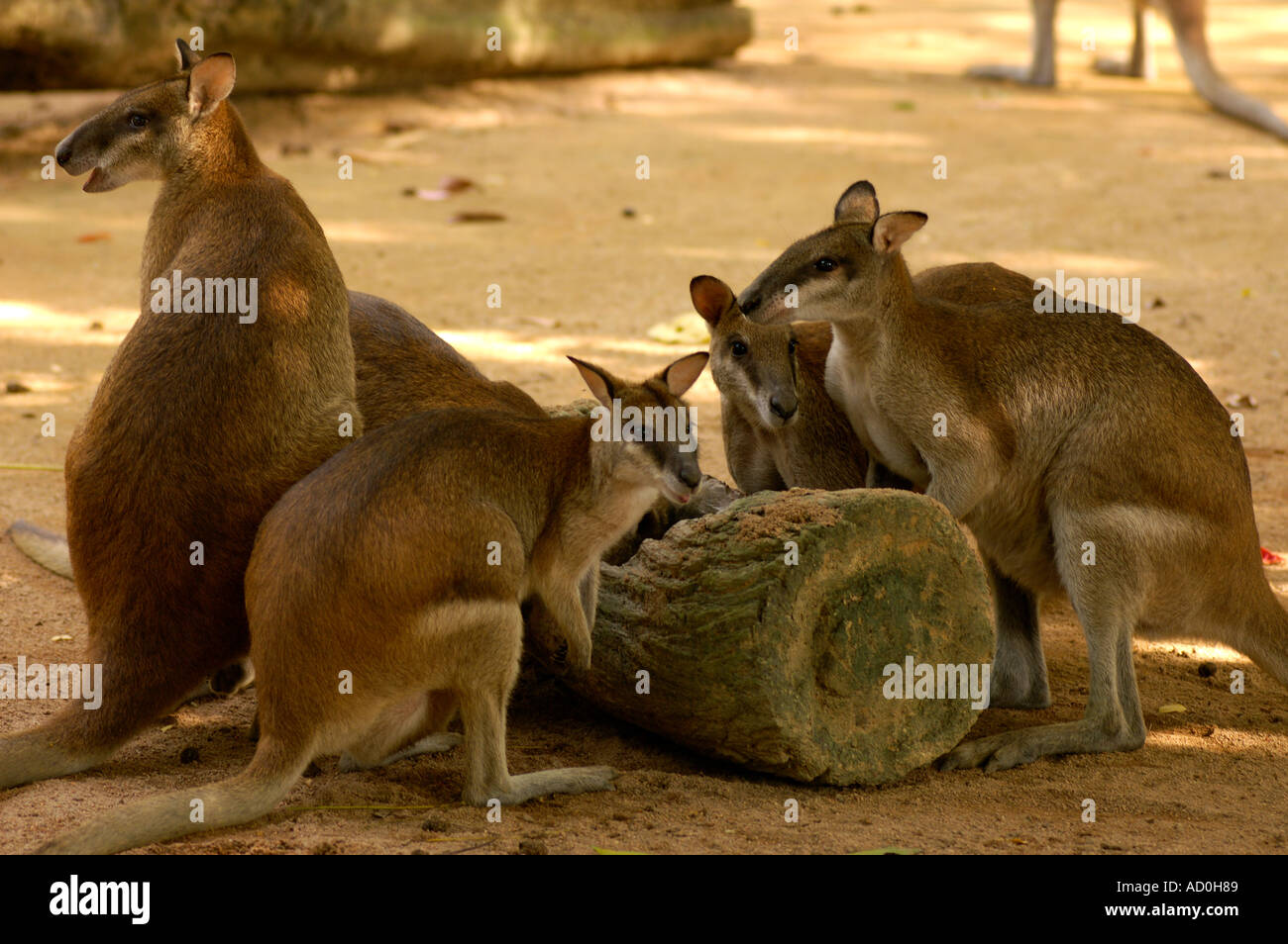 Kangaroos feeding in Singapore Zoo Stock Photo Alamy