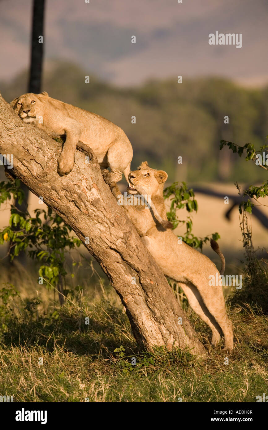 Africa Kenya Masai Mara Game Reserve Young male Panthera leo biting ...