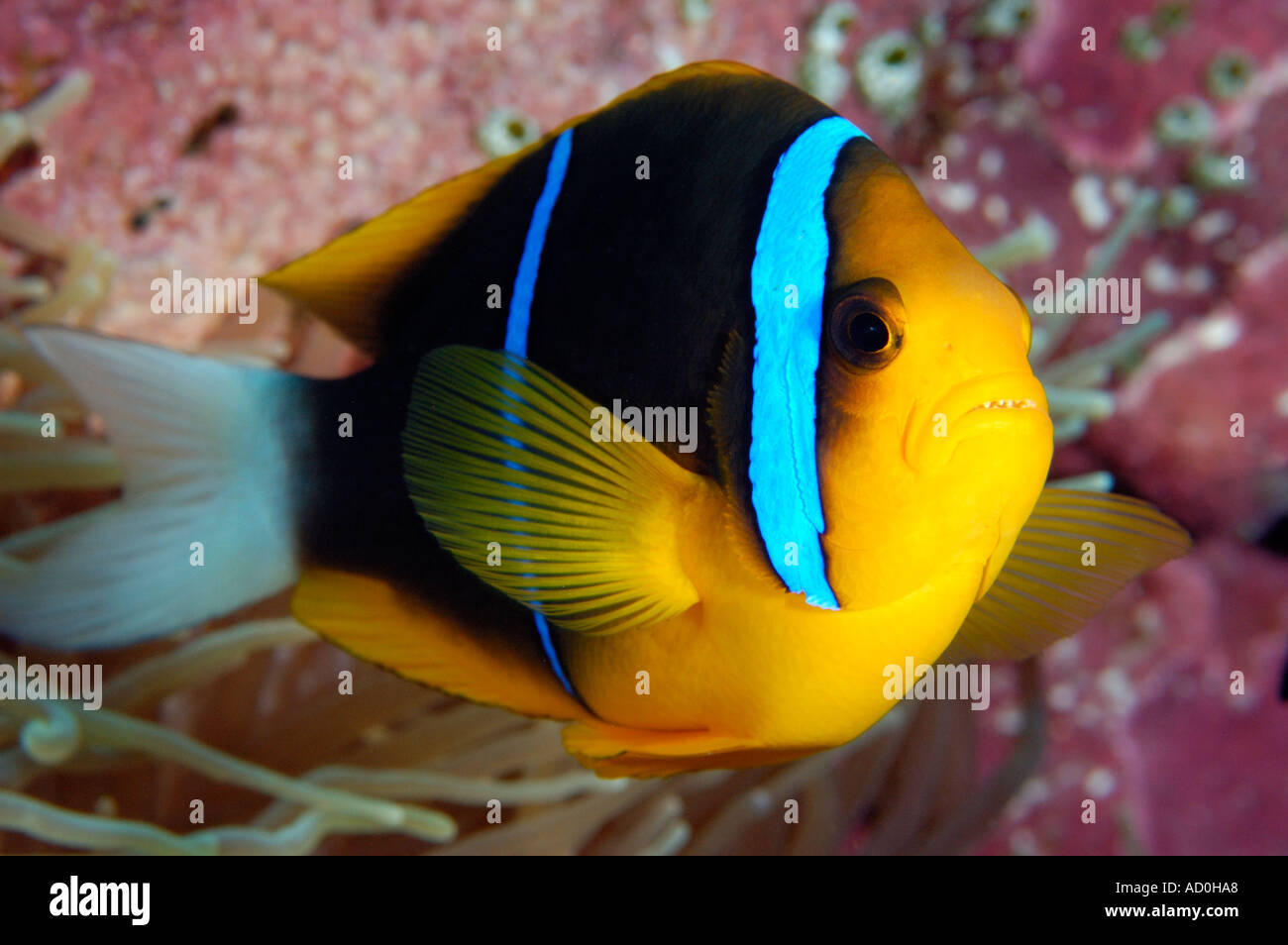 Orangefin anemonefish Amphiprion chrysepterus Kosrae Micronesia Stock Photo