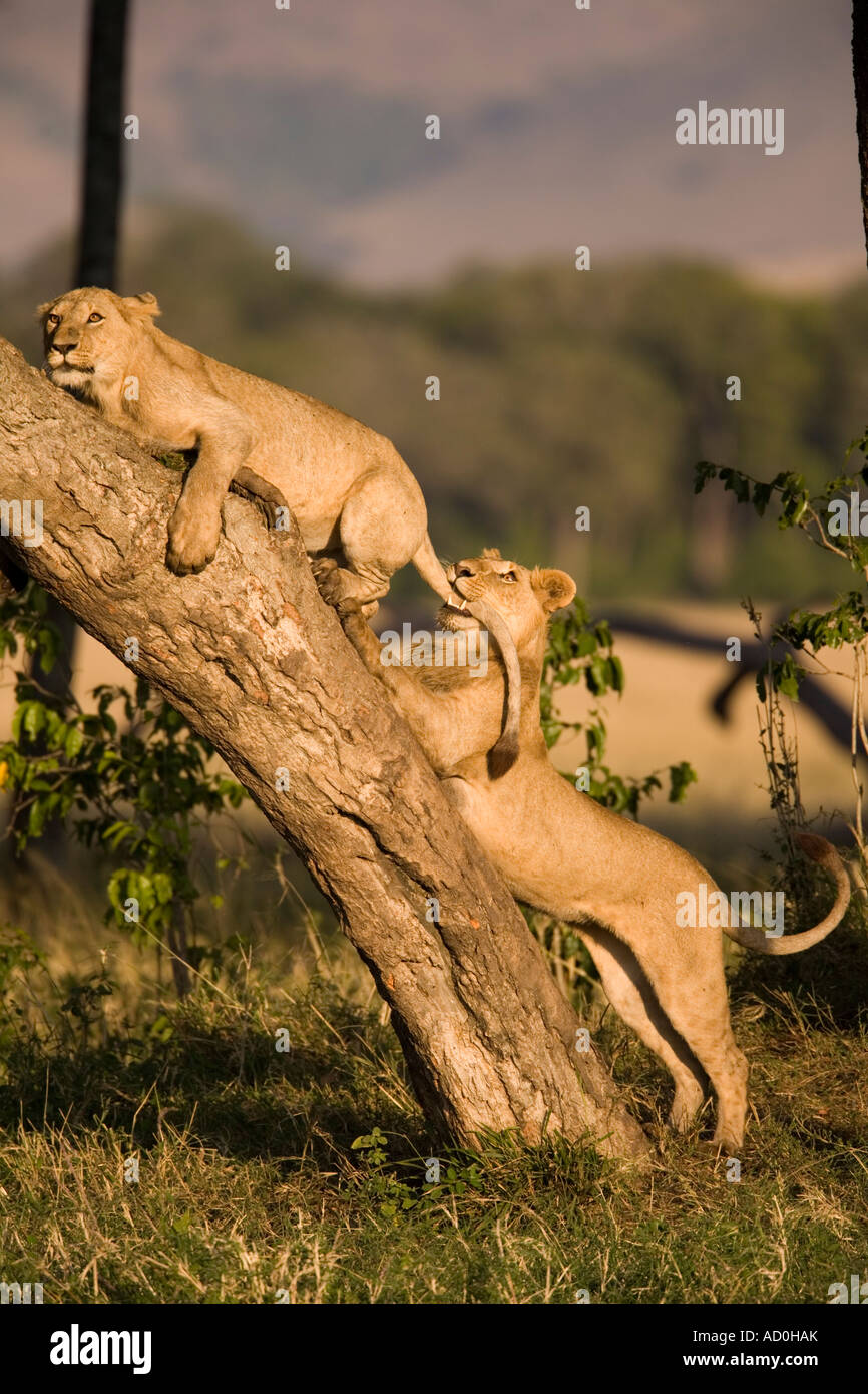 Africa Kenya Masai Mara Game Reserve Young male Panthera leo biting ...