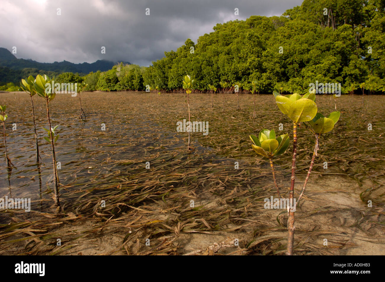 Mangrove Seedling Groving On Reef Flat Kosrae Micronesia Stock Photo Alamy