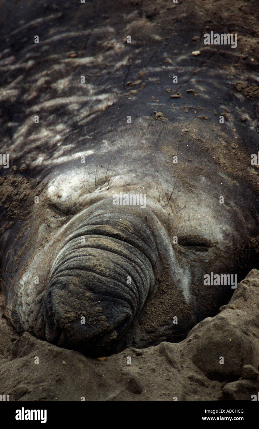 Elephant seal at Playa Almuerzo Patagonia Stock Photo