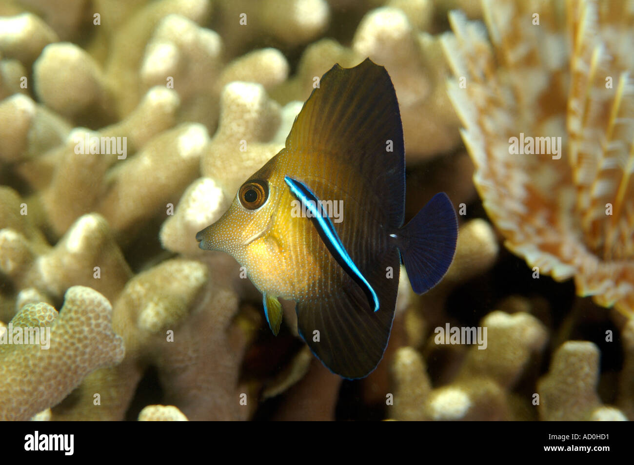 Juvenile brushtail tangfish Zebrasoma scopas being cleaned by cleaner wrasse Kosrae Micronesia Stock Photo