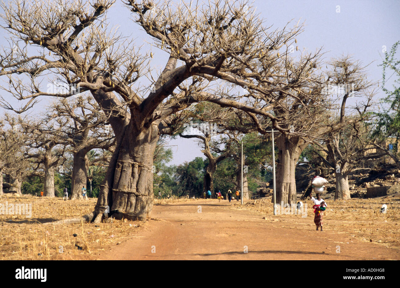 Baobab trees Sanga, Pays Dogon MALI Stock Photo 7579847 Alamy