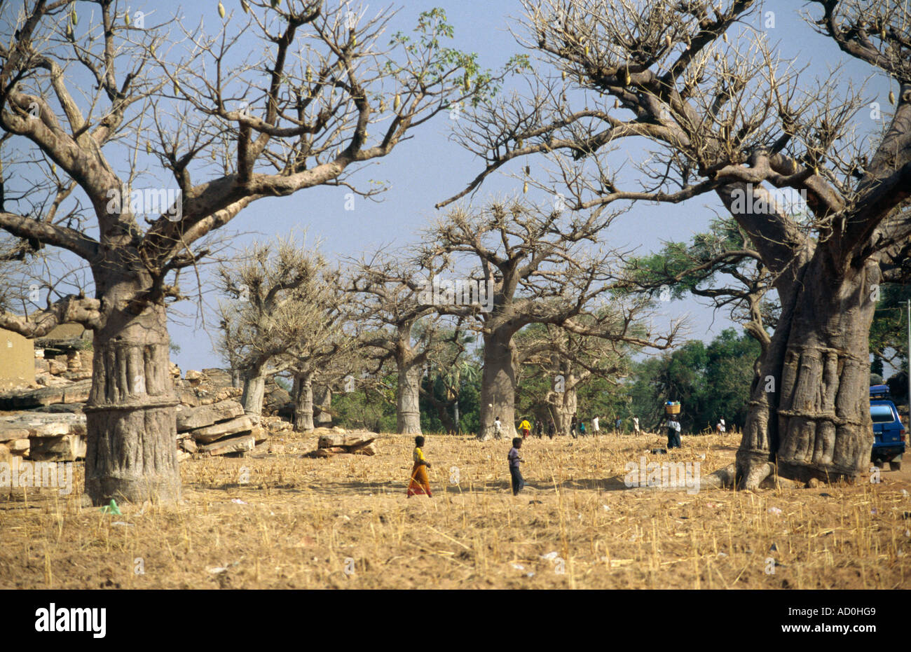 Baobab trees Sanga, Pays Dogon, MALI Stock Photo Alamy