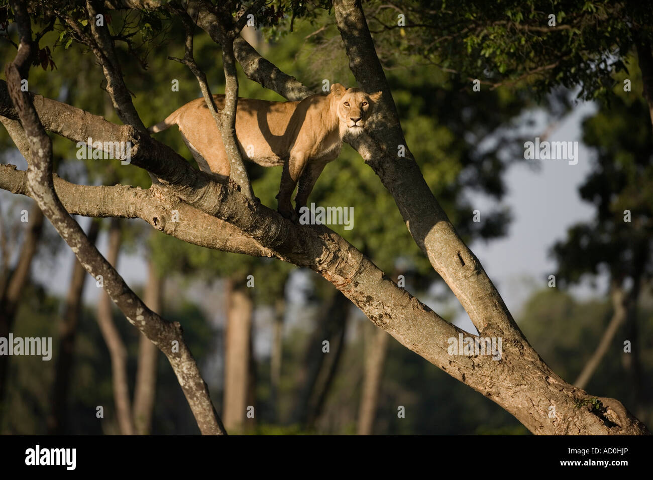 Africa Kenya Masai Mara Game Reserve Lioness Panthera leo climbing on ...