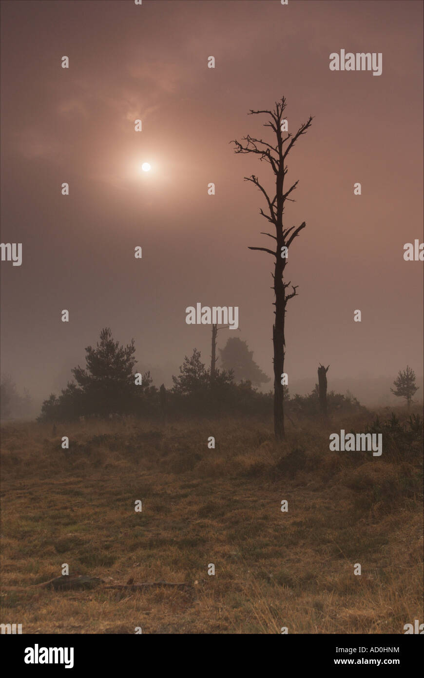 Sunrise rise through dense fog in the Ashdown Forest in Sussex Stock Photo