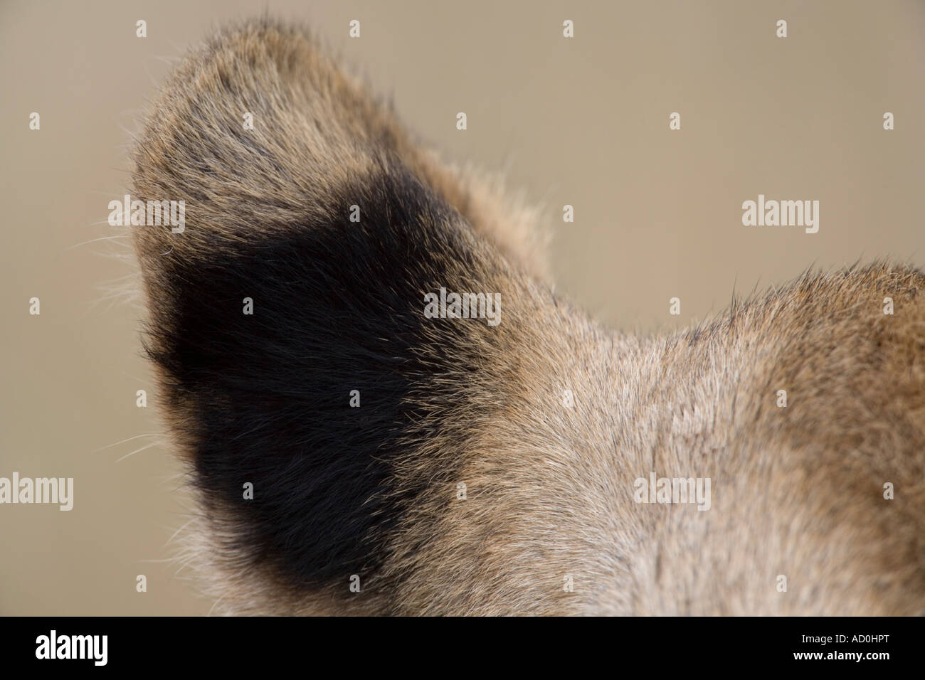 Lion s ear hi-res stock photography and images - Alamy