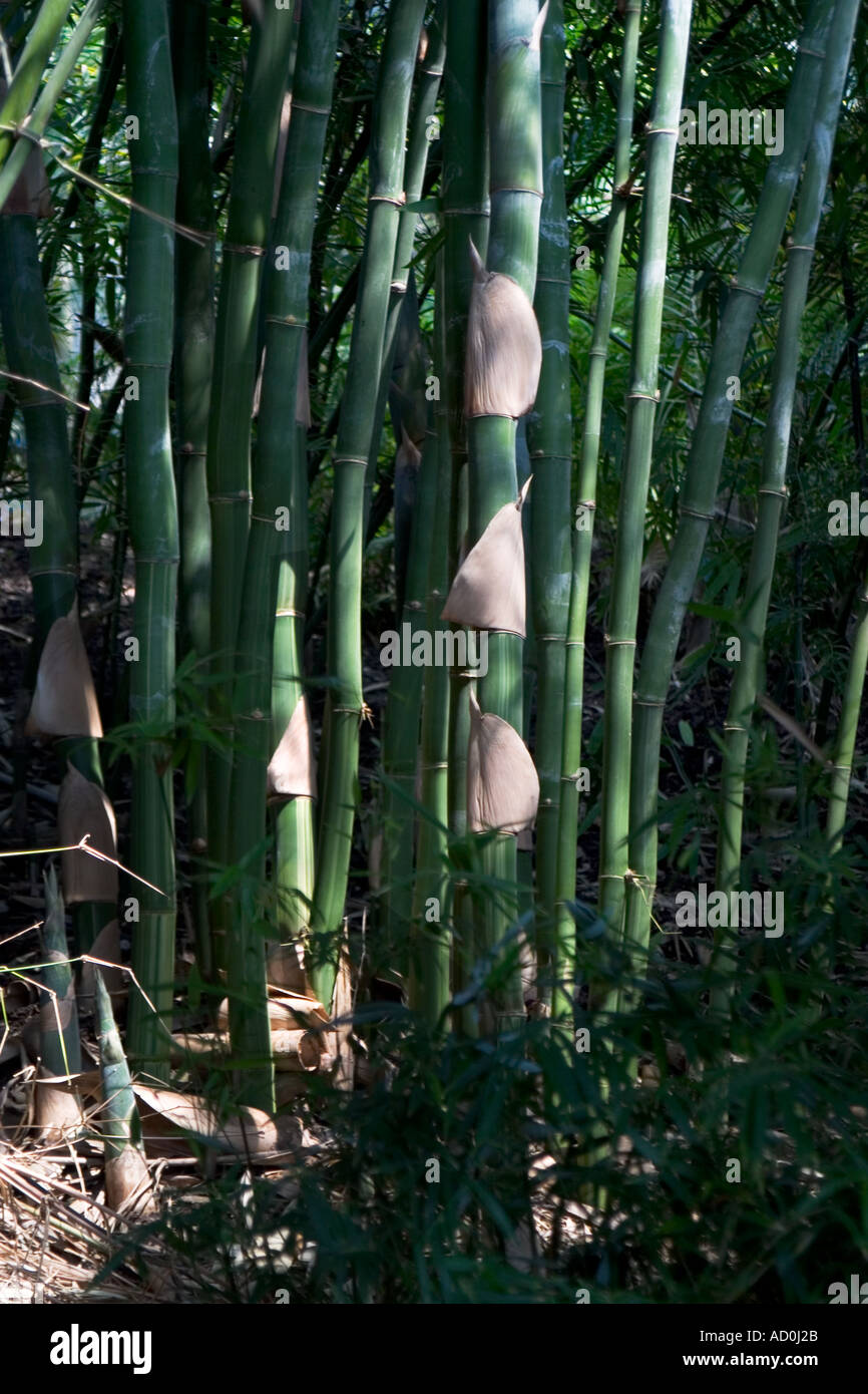 Bamboo plants growing Stock Photo Alamy