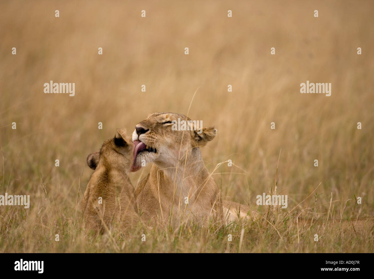 Africa Kenya Masai Mara Game Reserve Lioness Panthera leo grooming cub ...