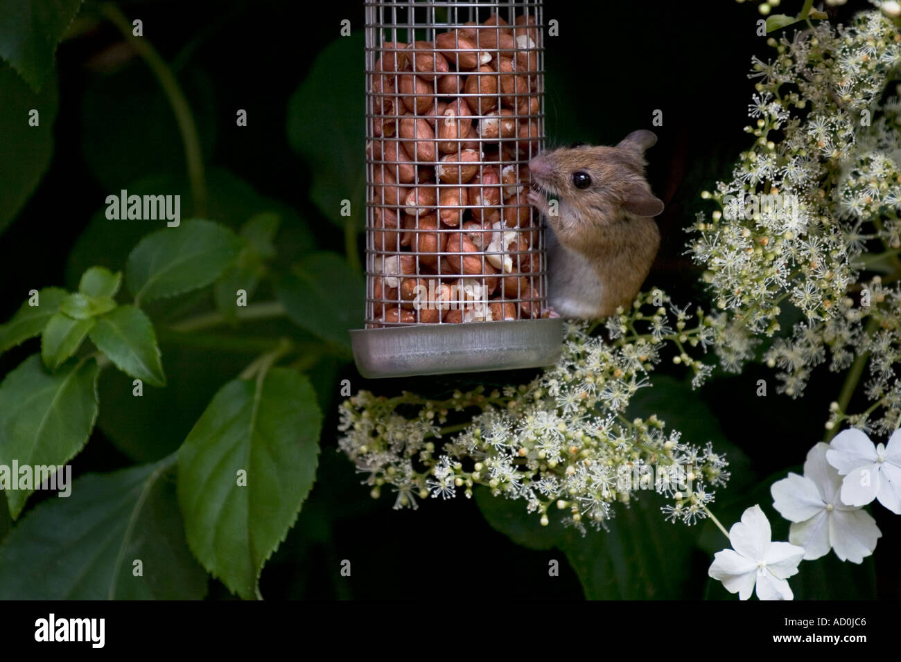 Field mouse eating peanuts from garden bird feeder Stock Photo Alamy
