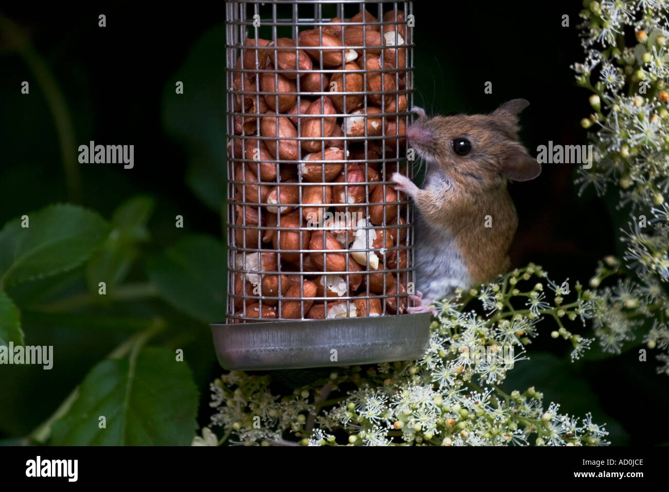 Field mouse eating peanuts from garden bird feeder Stock Photo Alamy