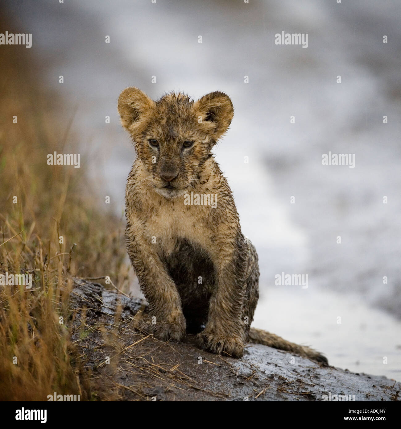 Africa Kenya Masai Mara Game Reserve Lion cub Panthera leo sitting covered in mud while playing in rain storm Stock Photo
