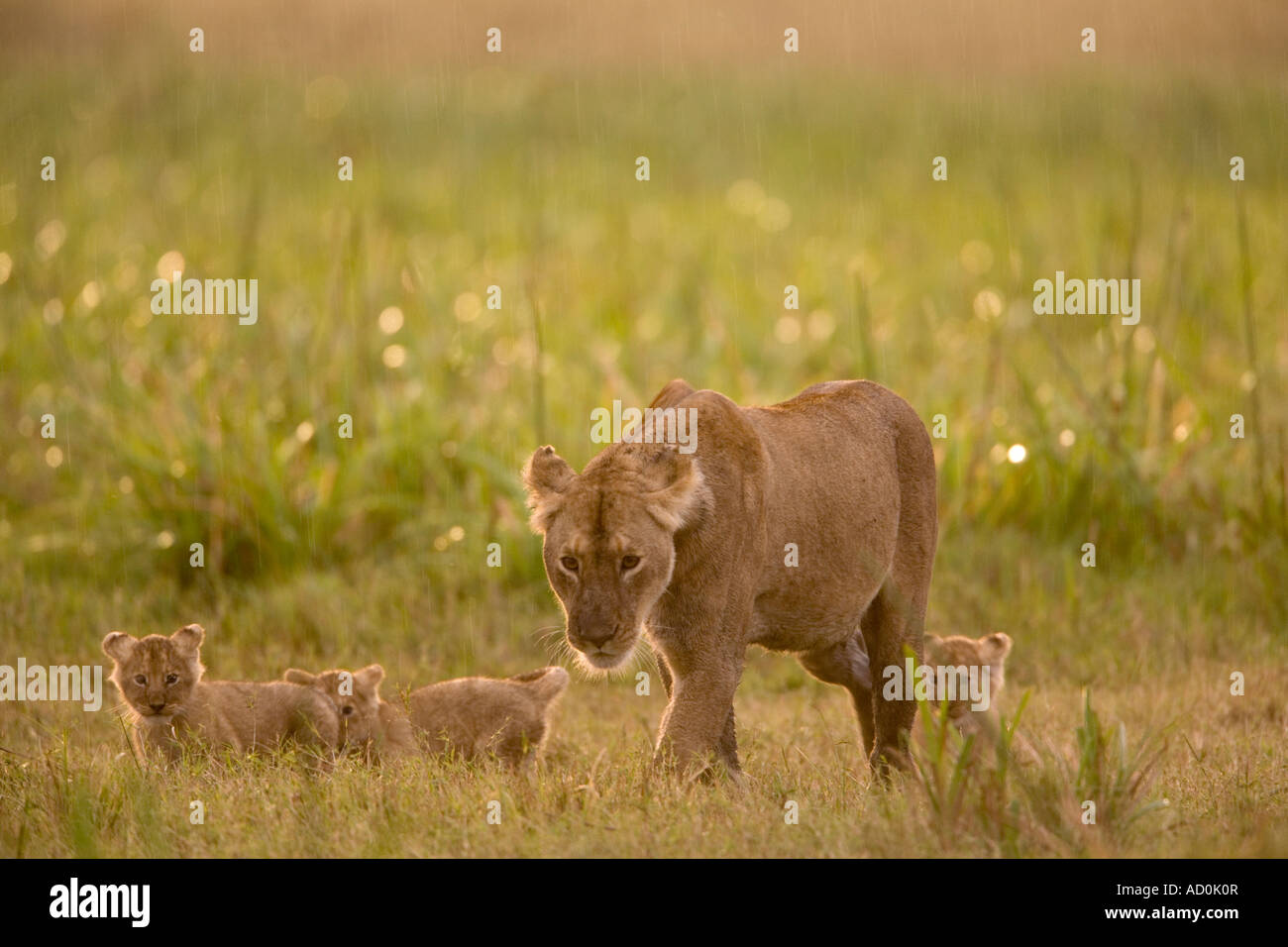 Africa Kenya Masai Mara Game Reserve Lioness with two month old cubs ...