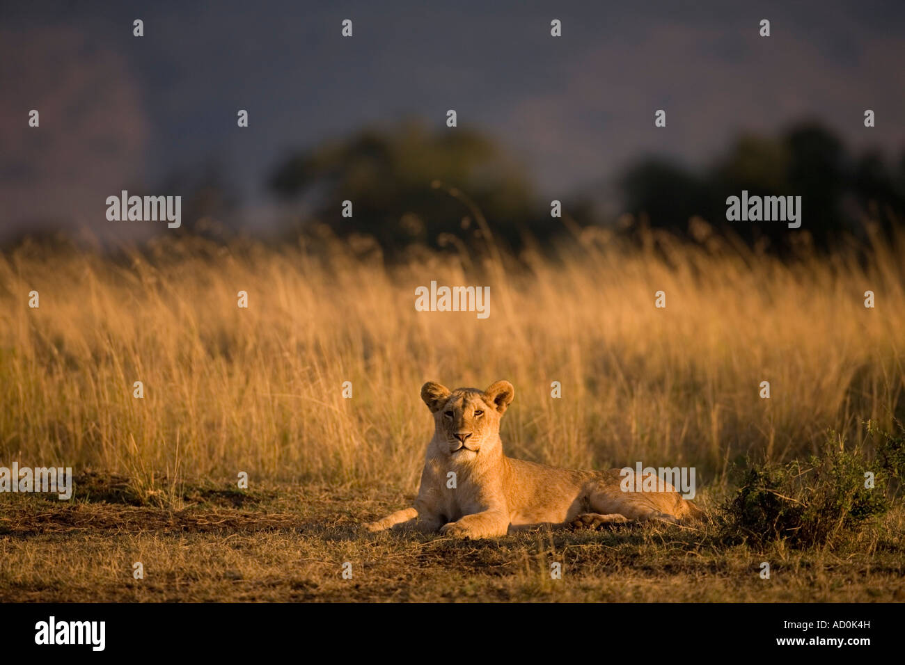 Africa Kenya Masai Mara Game Reserve Lioness Panthera leo resting on savanna in first light of dawn Stock Photo