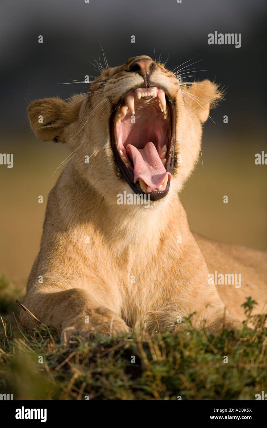 Africa Kenya Masai Mara Game Reserve Young Lion Panthera leo baring ...