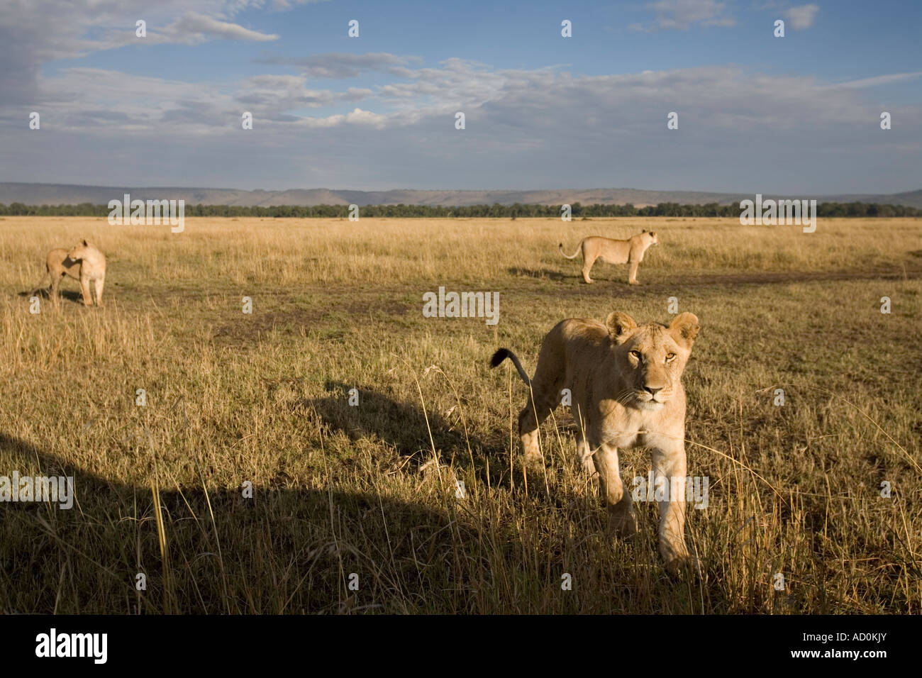 Africa Kenya Masai Mara Game Reserve Young Lions Panthera leo staring ...