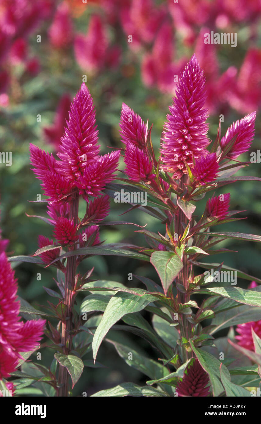 PLANT CELOSIA Venezuela Stock Photo - Alamy