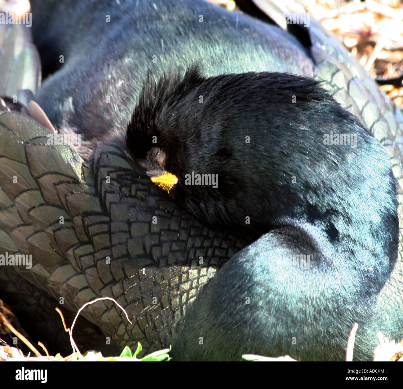 Shag (Phalacrocorax aristoelis) Farne Island Stock Photo