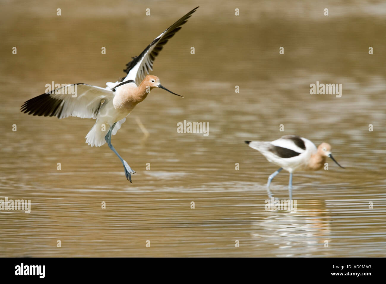 American Avocet Recurvirostra americana Phoenix ARIZONA United States 21 February Stock Photo