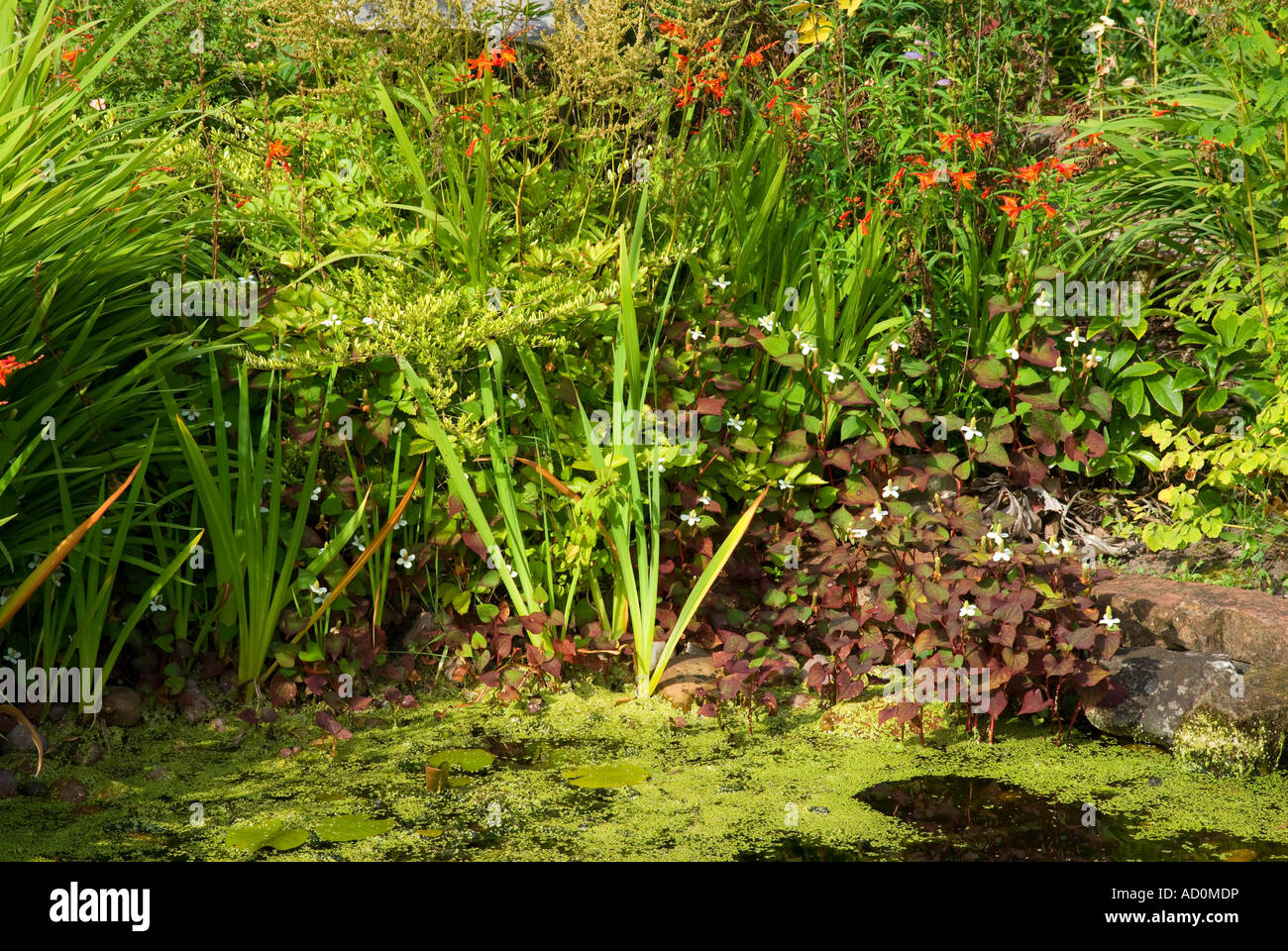 Small wildlife pond Stock Photo