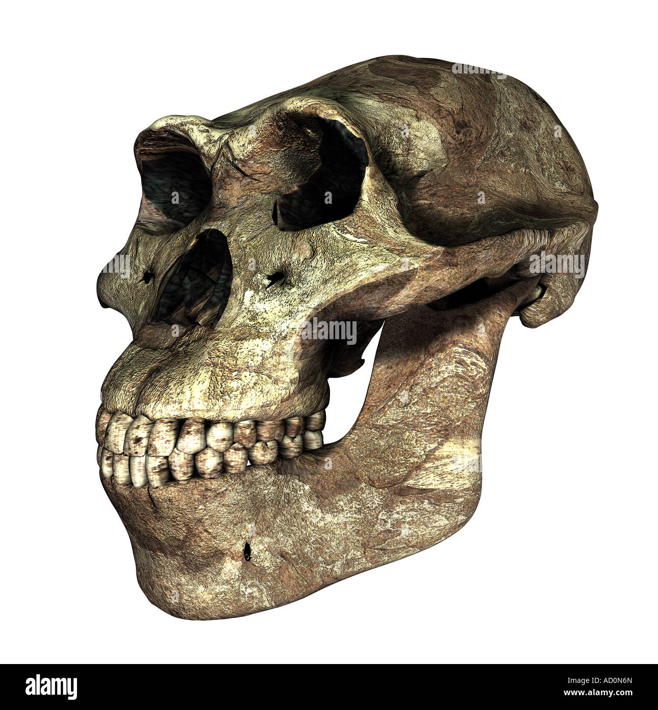 skull Australopithecus afarensis Stock Photo