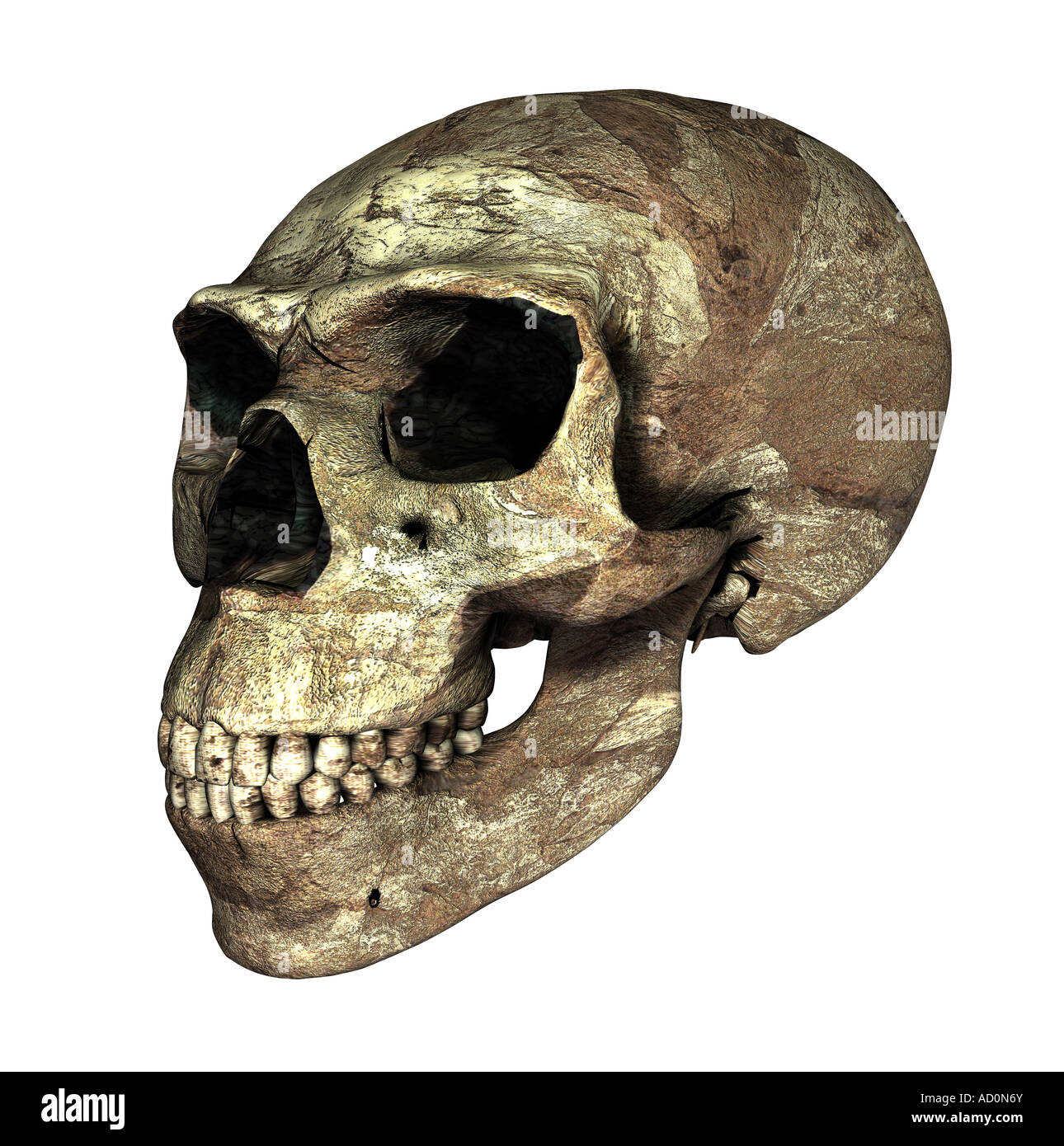 skull Homo neanderthalensis Stock Photo