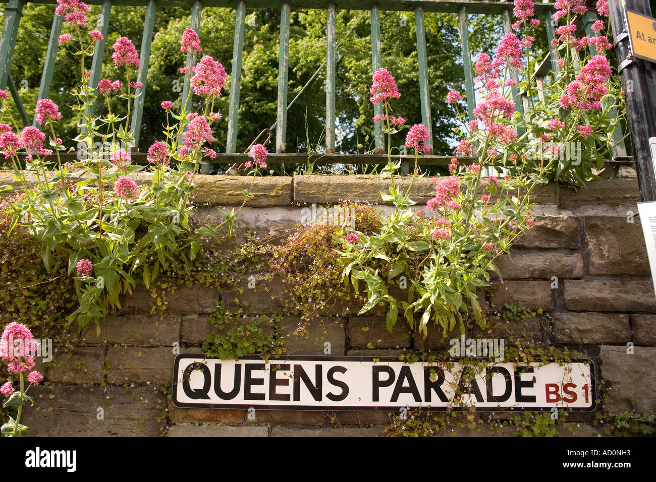 England Bristol Queens Parade road sign with red valerian centhranthus ruba flowers Stock Photo