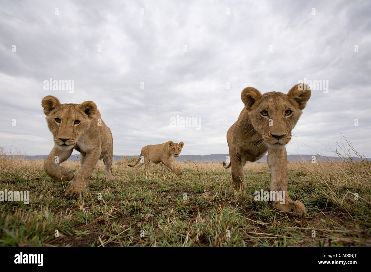 Africa Kenya Masai Mara Game Reserve Lion cubs Panthera leo stalking ...