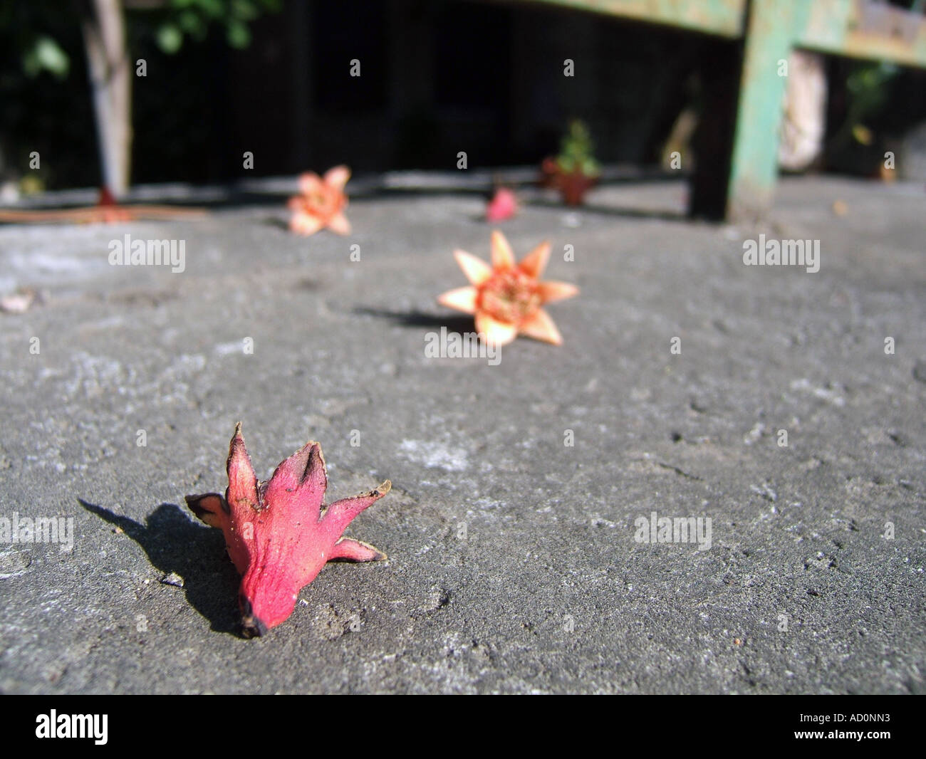 dry dead flowers on floor Stock Photo Alamy